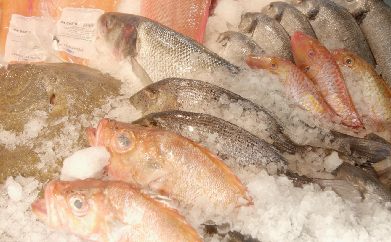 Foto: Zeigt Fische in einem Eisbad