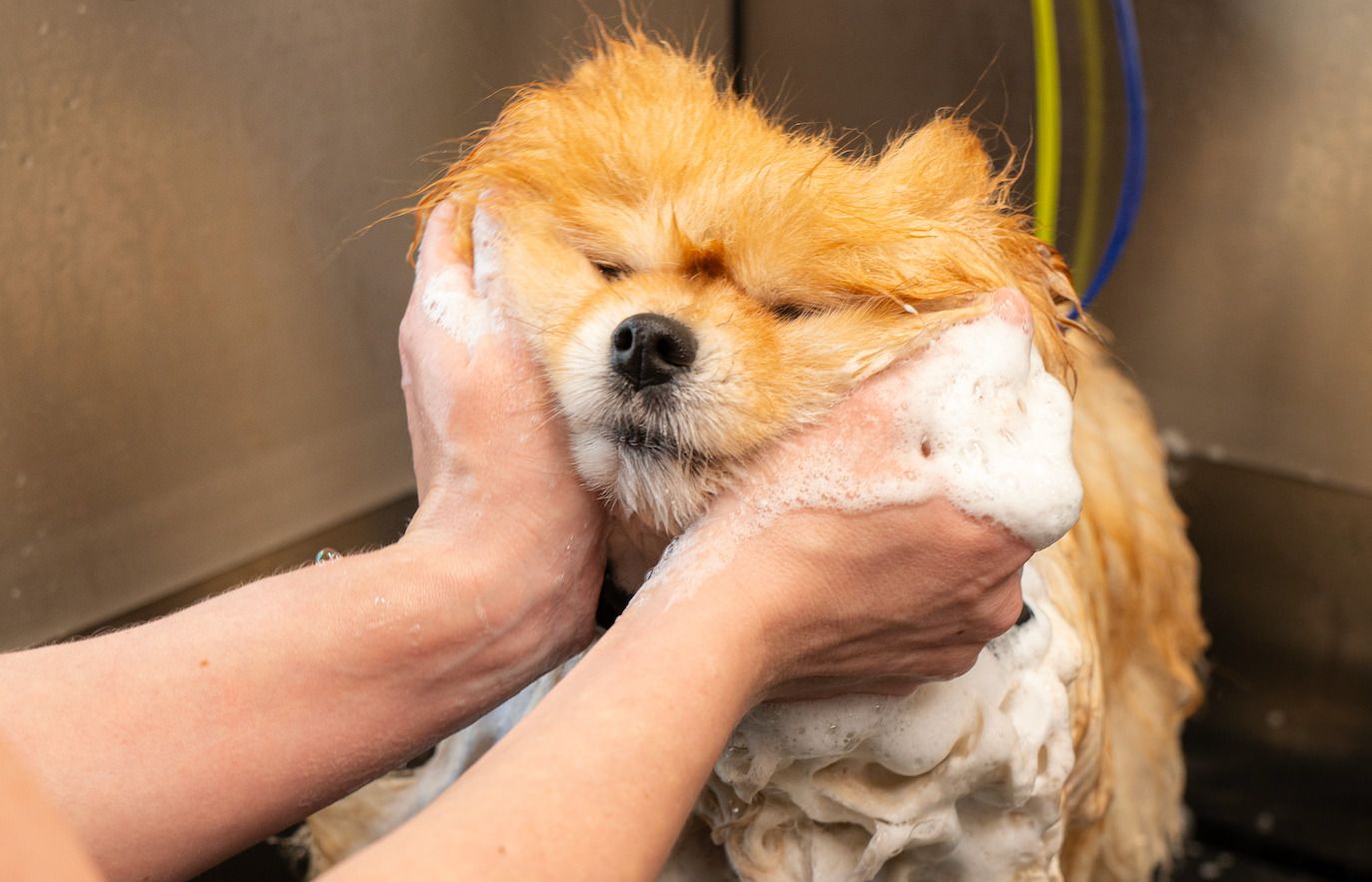Foto: ELVA Dog Spa