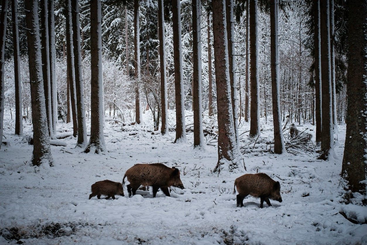 Foto: Waldabschnitt mit einer Wildschweinfamilie.
