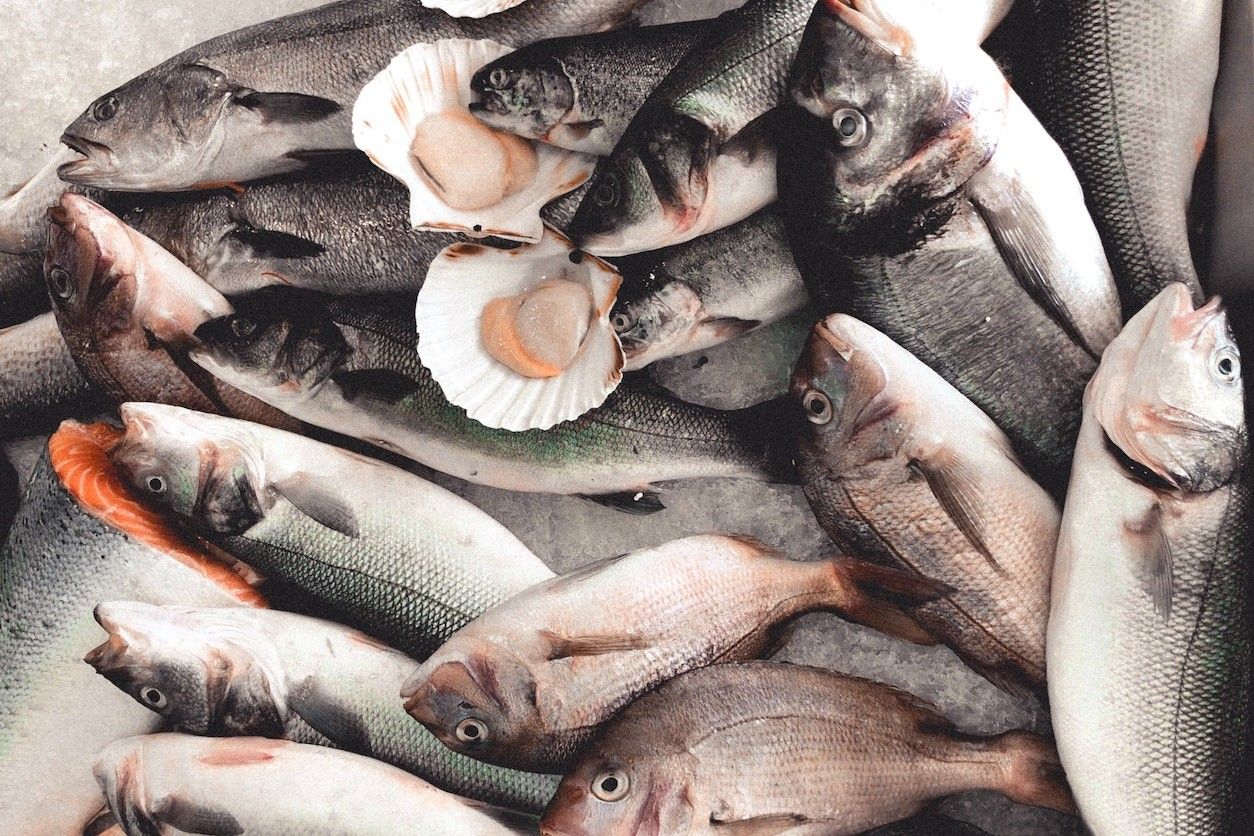 Foto: Eine Ansammlung von mehreren Fischen und zwei Muscheln.