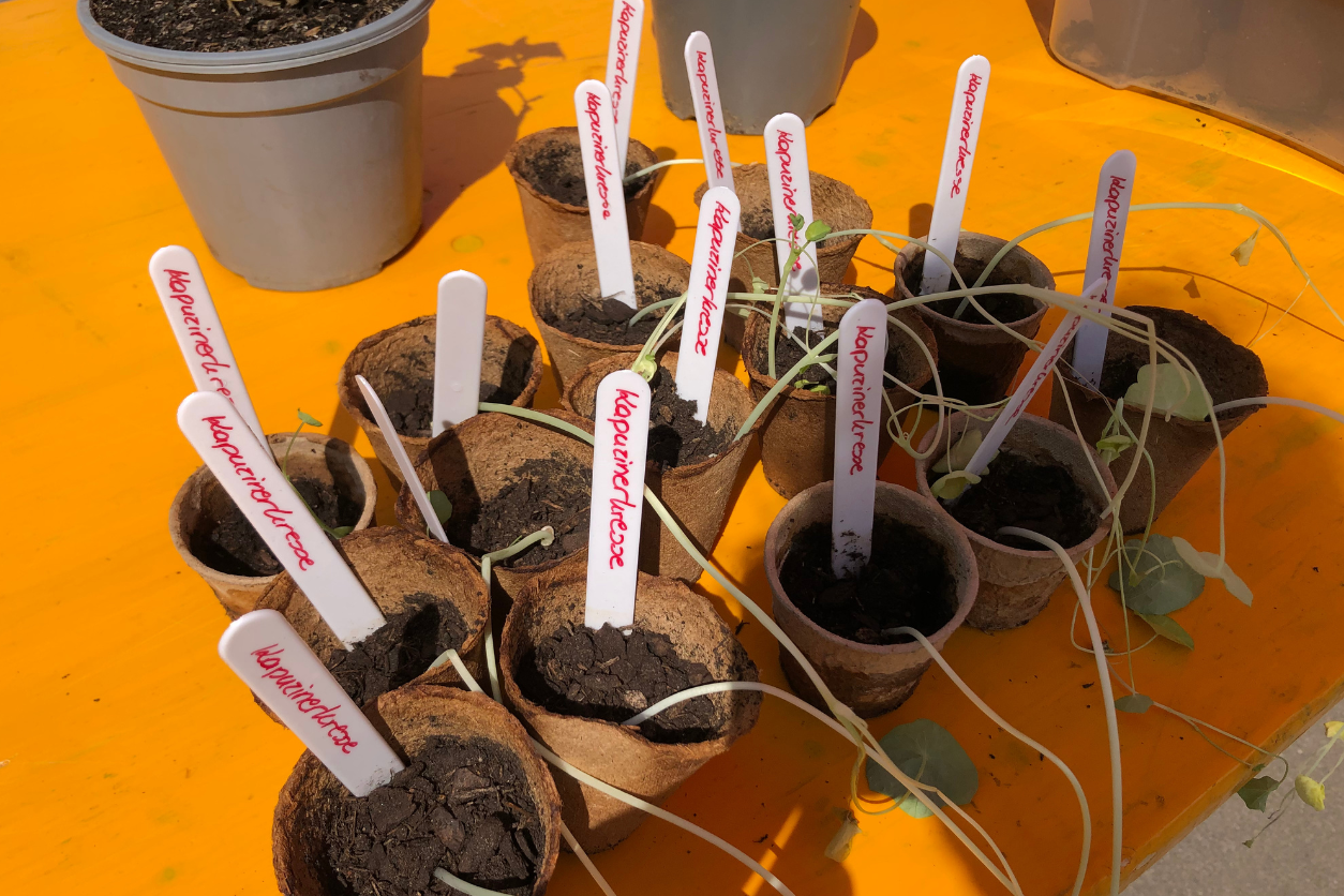 Foto: Viele kleine Setzlinge mit Beschriftungen