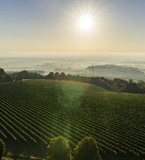 Foto: Weingut & Heuriger Christ 