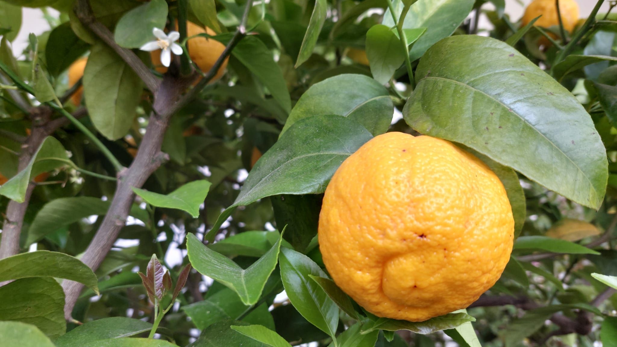 Foto: Zitrustage Orangerie Schönbrunn