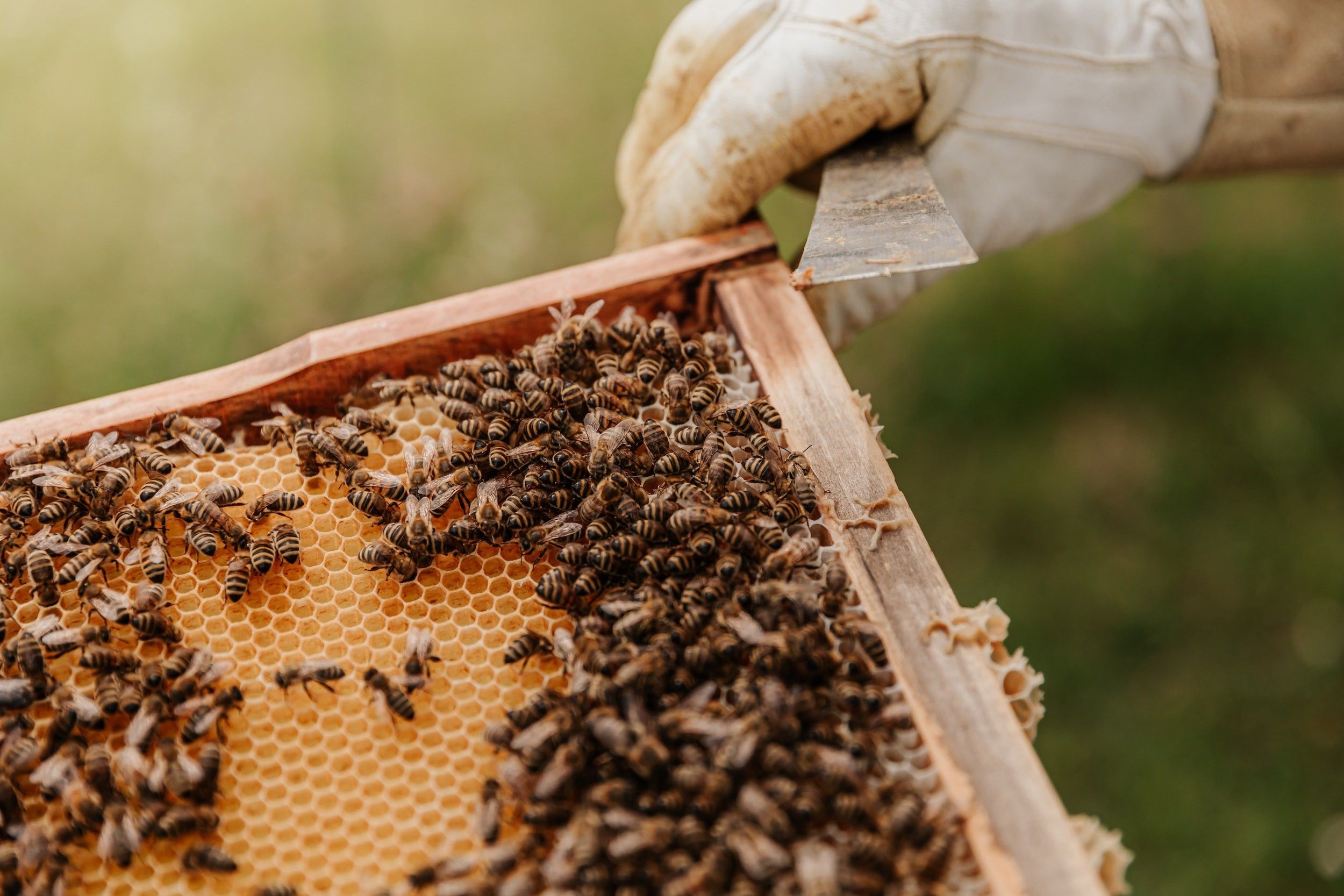Foto: Eine Warbe mit Bienen