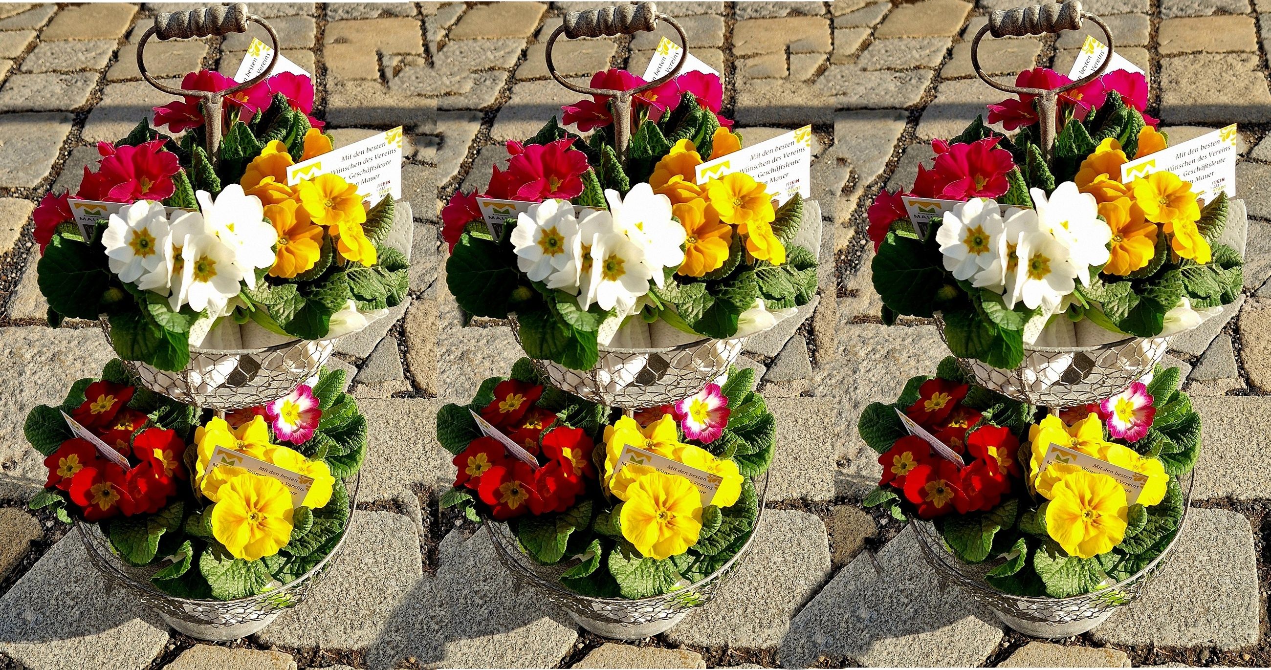 Foto: Primeln zum Valentinstag in Mauer 