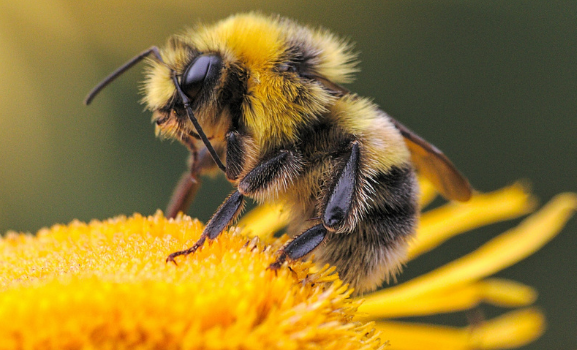 Foto: Eine Biene sitzt auf einer gelben Blüte