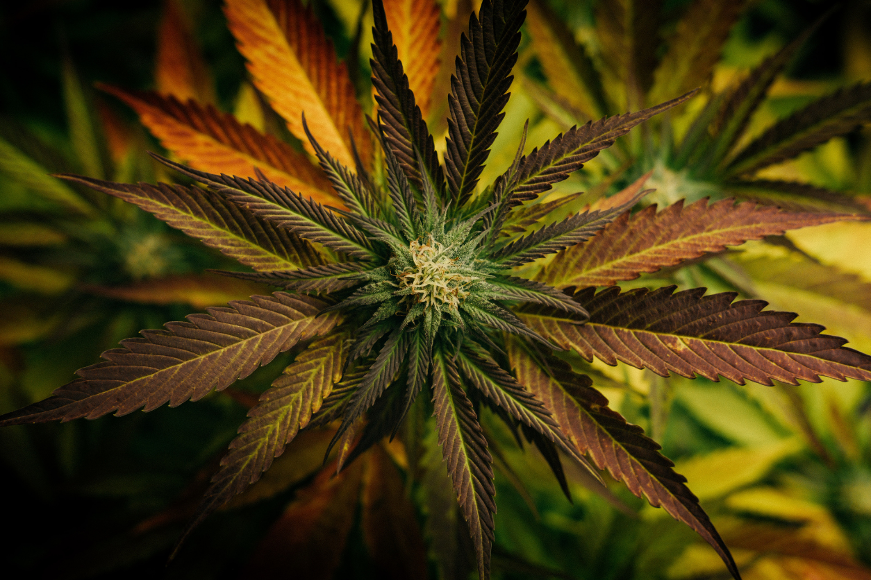 Foto: Die Blüte einer CBD Pflanze