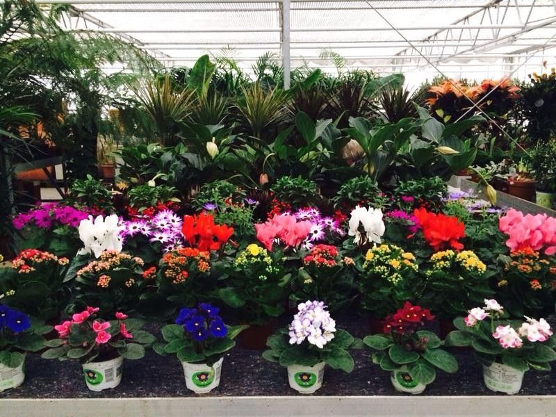 Foto: Viele unterschiedliche Blumen