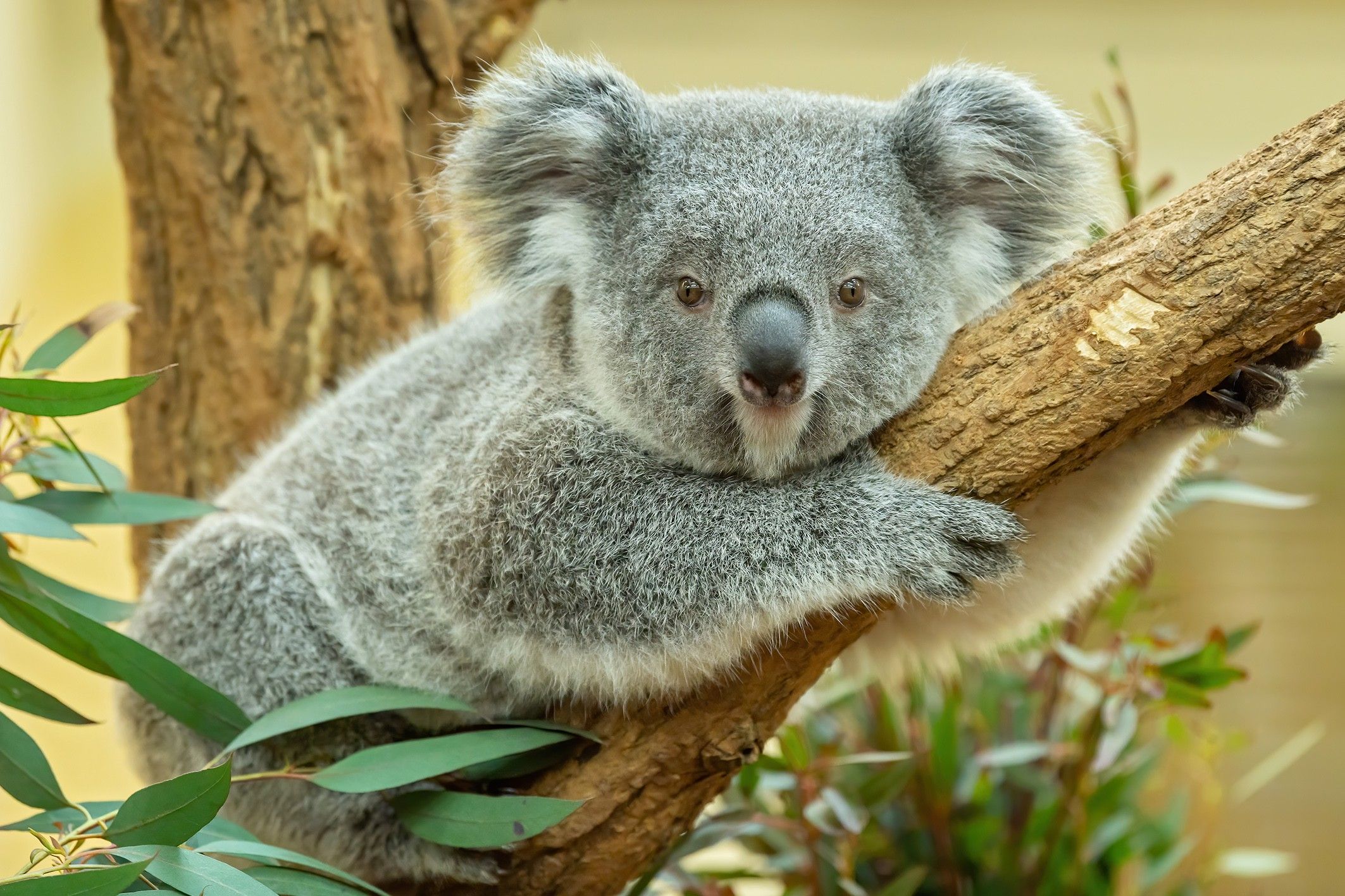 Foto: Ein Koala sitzt auf einem Ast