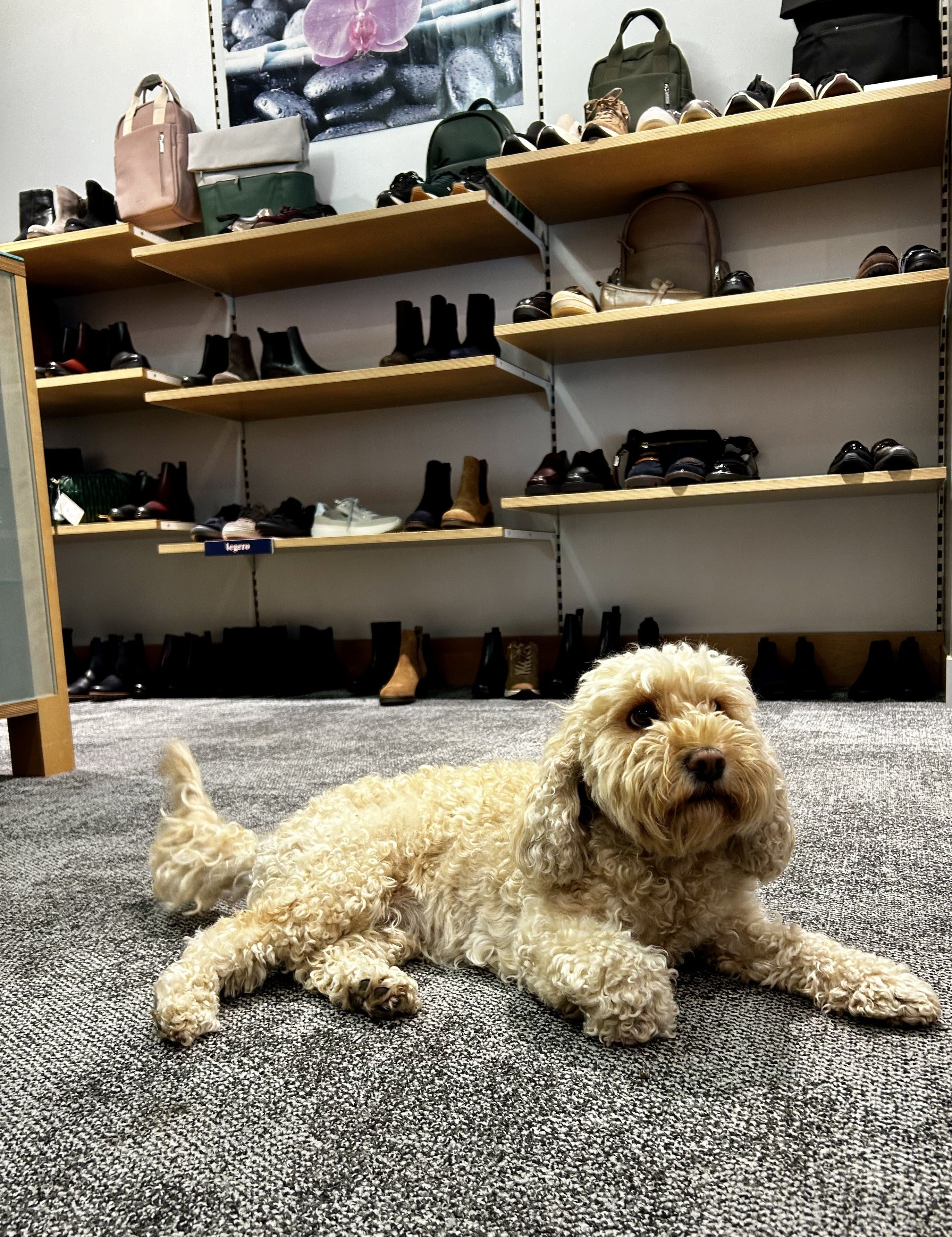 Foto: Vekaufsraum schuh-hofer in dem Hund sitzt